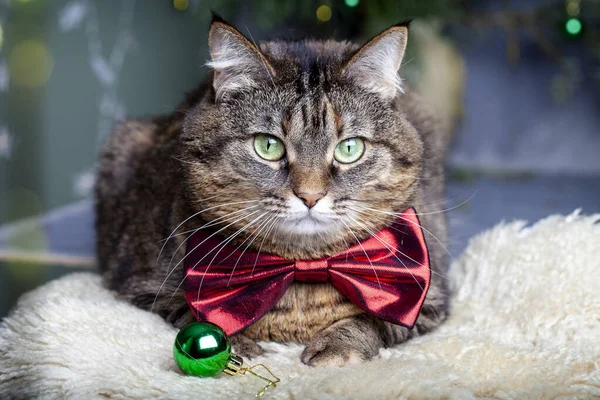 Beautiful Portrait Gray Cat Bow Tie Blurred Magic Lights Background — Stock Photo, Image
