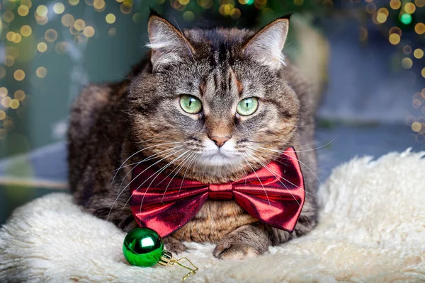 Beautiful Portrait Gray Cat Bow Tie Blurred Magic Lights Background — Stock Photo, Image