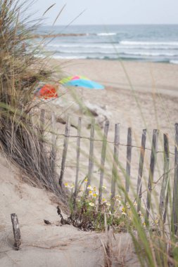 Akdeniz ve kumlu sahil. Yaz tatili bitkileri kumsalda