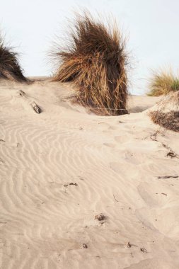 Akdeniz sahilindeki kum tepeleri.