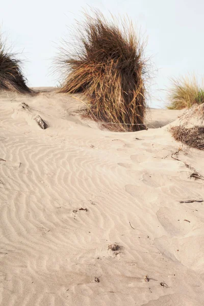 Akdeniz sahilindeki kum tepeleri.