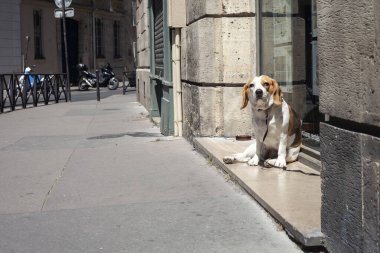 PARIS, FRANCE - 14 Haziran 2022 Paris 'te güneşli bir günde Carsota salonunun girişinde bir köpek oturuyor.