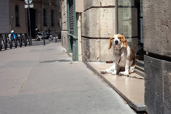 Paris Francja Czerwca 2022 Pies Siedzi Przy Wejściu Salonu Carsota — Zdjęcie stockowe
