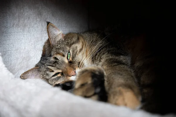 灰色の国内猫は彼の家で眠る — ストック写真