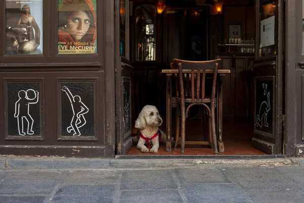 Paris France July 2022 Dog Sits Restaurant Open Terrace Looks — Stock Photo, Image