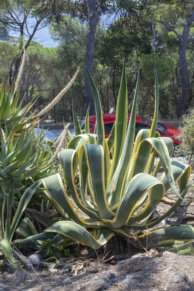 Hyres France August 2022 Flower Bed American Agave — Stock Photo, Image