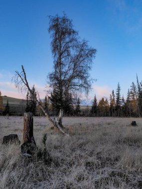Altai. Kurai Vadisi. Sonbahar