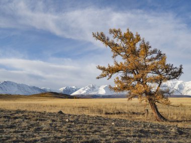 Altai. Kurai Vadisi. Sonbahar