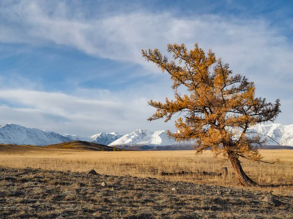 Altai Vagyok Kurai Völgy Ősz Jogdíjmentes Stock Fotók