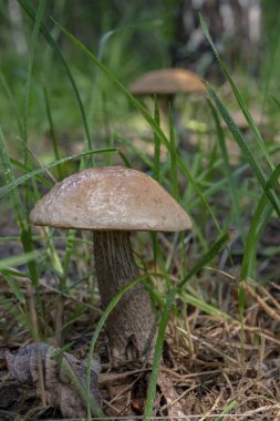 Yakın plan. Mantarlar. Doğa. Güzel.