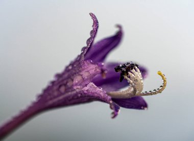 Çiçekler. Makro. Yakın plan.