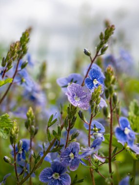 Çiçekler. Makro. Yakın plan.