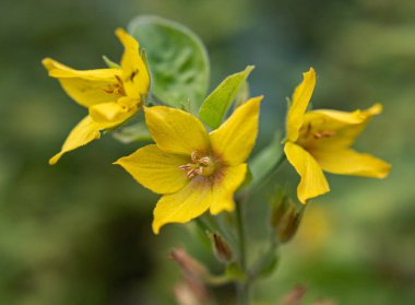 Çiçekler. Makro. Yakın plan.