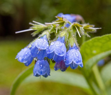 Çiçekler. Makro. Yakın plan.