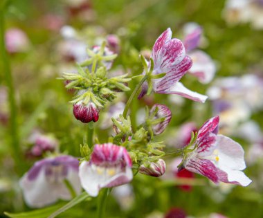 Çiçekler. Makro. Yakın plan.