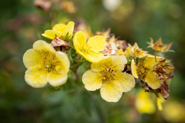 Çiçekler. Makro. Yakın plan.