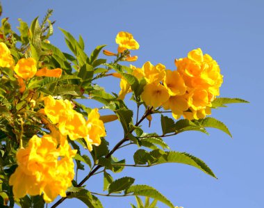 Mısır. Marsa Alam. Kızıl Deniz