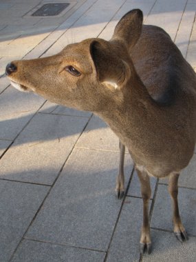 Nara, Japonya