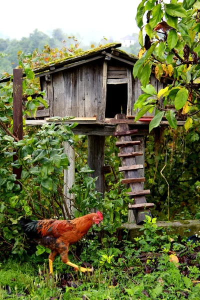Cabaña de pollo — Foto de Stock