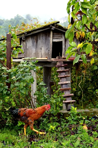 Frango lodge — Fotografia de Stock