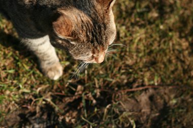 Çimenlerin üzerinde yürüyüş kedi.