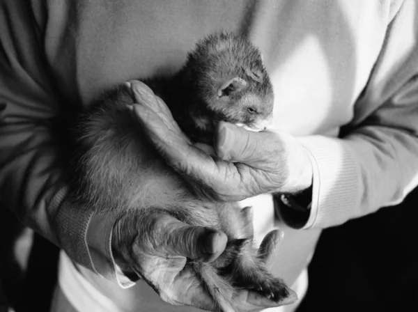 Old hands holding a ferret — Stock Photo, Image