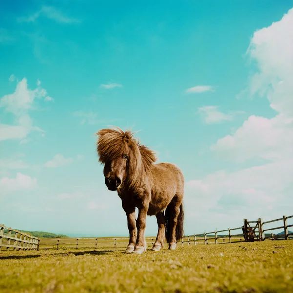 Shetlandský pony v poli — Stock fotografie