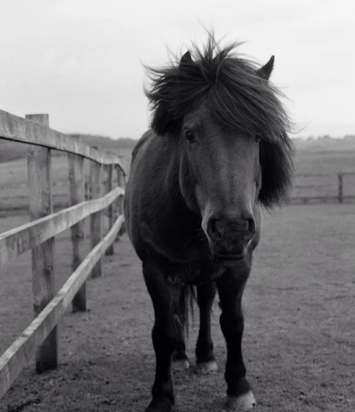 Shetland Pony, Devon — Stock Photo, Image