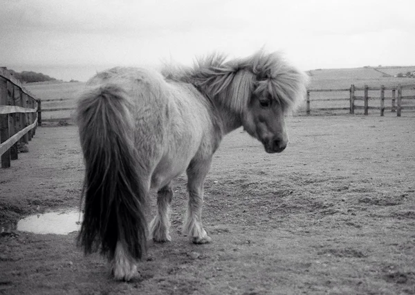 Shetland Pony, Devon — Stock Photo, Image