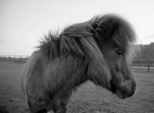 Shetland Pony, Devon — Stock Photo, Image