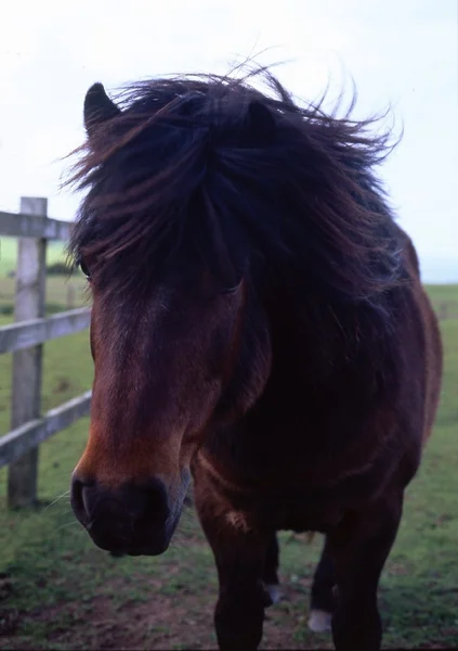 Shetland Pony, Devon — Stock Photo, Image