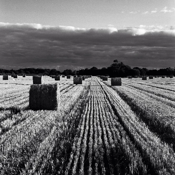 Campo de trigo — Fotografia de Stock