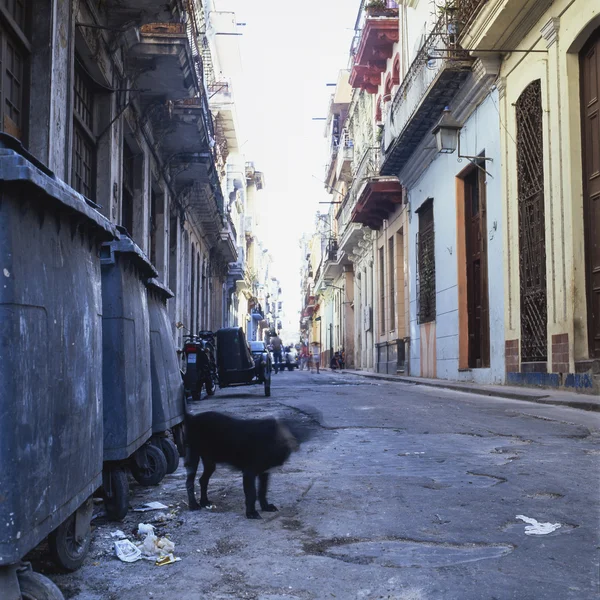 Cão, Havana, Cuba — Fotografia de Stock