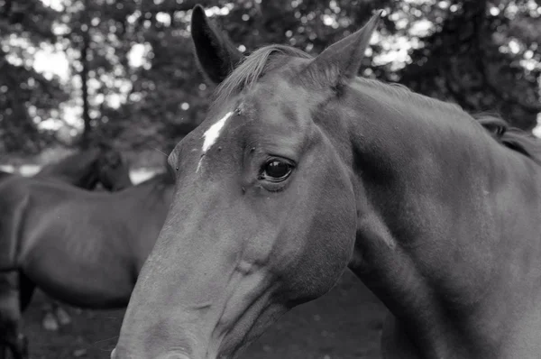 Paarden — Stockfoto