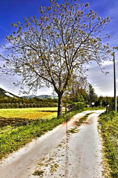 Árbol de primavera — Foto de Stock