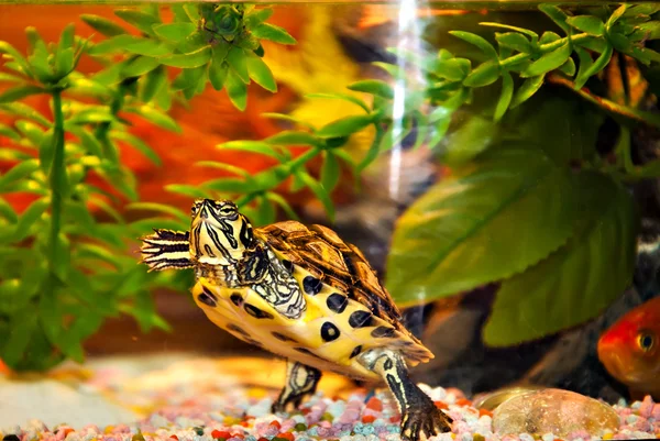 Trachemys scripta scripta