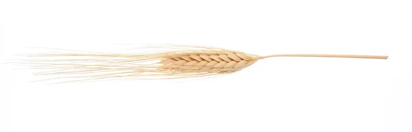 Tahıl kulağı.