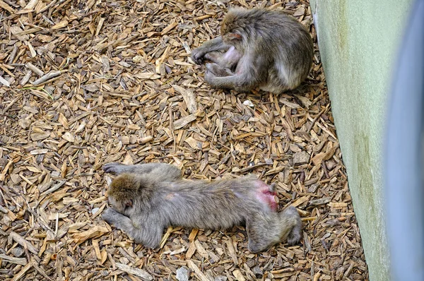 Monkeys sleeping — Stock Photo, Image