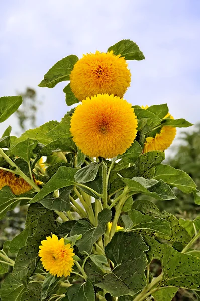 Ayçiçeği ayıcık