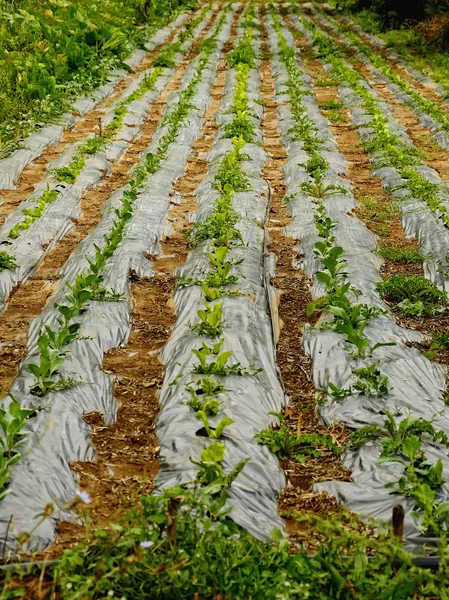 tarım arazisi ile salata