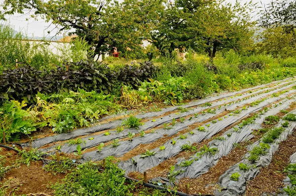 tarım arazisi ile salata