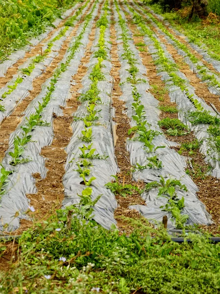 Landbouwgrond met salade Stockfoto