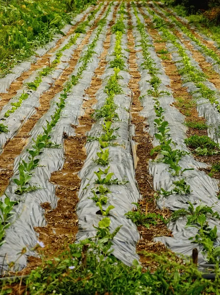Landbouwgrond met salade Rechtenvrije Stockfoto's
