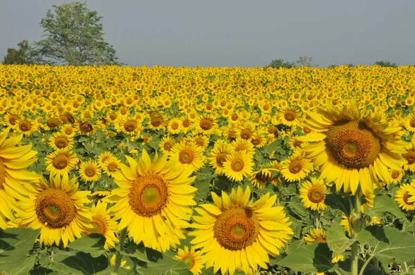 Solros fält med himlen, thailand — Stockfoto