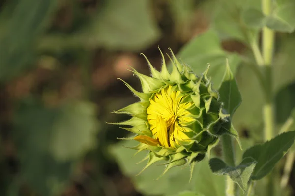 Il girasole sta fiorendo — Foto Stock