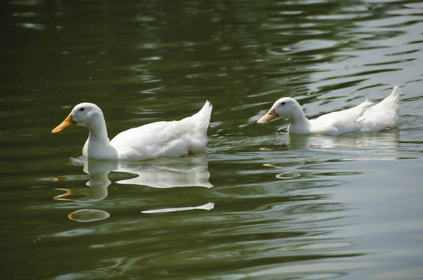 Two White Pekin Ducks in a pond — Stock Photo, Image