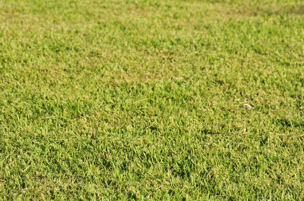 Grass texture in perspective — Stock Photo, Image