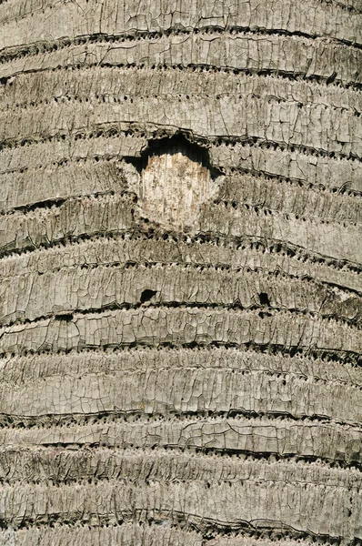 Texturou kůry stromu s kruhovými otvory — Stock fotografie