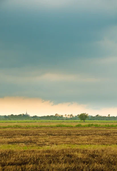 Жареное рисовое поле — стоковое фото
