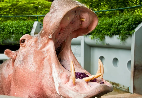 Nilpferd mit weit geöffnetem Monat. — Stockfoto